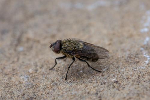 Pollenia sp.
